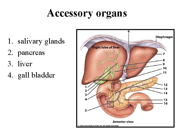 Accessory organs 1. 2. 3. 4. salivary glands pancreas liver gall bladder Accessory organs 1. 2. 3. 4. salivary glands pancreas liver gall bladder