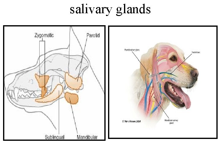 salivary glands salivary glands
