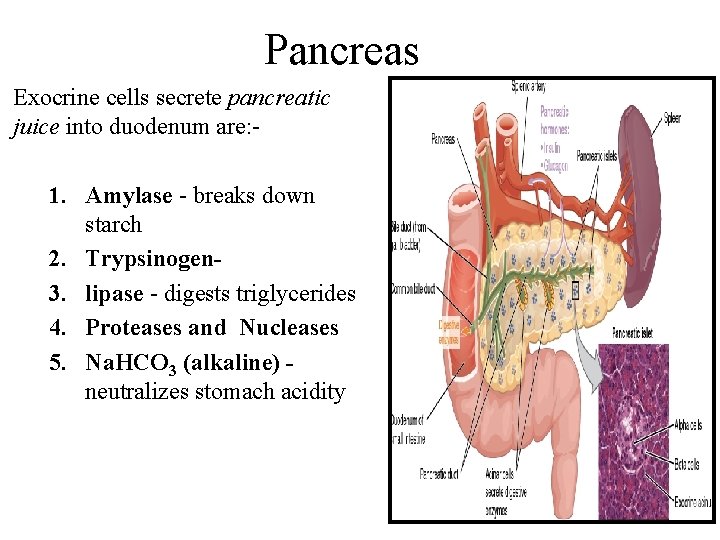 Pancreas Exocrine cells secrete pancreatic juice into duodenum are: - 1. Amylase - breaks Pancreas Exocrine cells secrete pancreatic juice into duodenum are: - 1. Amylase - breaks