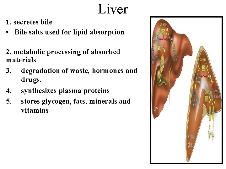 Liver 1. secretes bile • Bile salts used for lipid absorption 2. metabolic processing Liver 1. secretes bile • Bile salts used for lipid absorption 2. metabolic processing