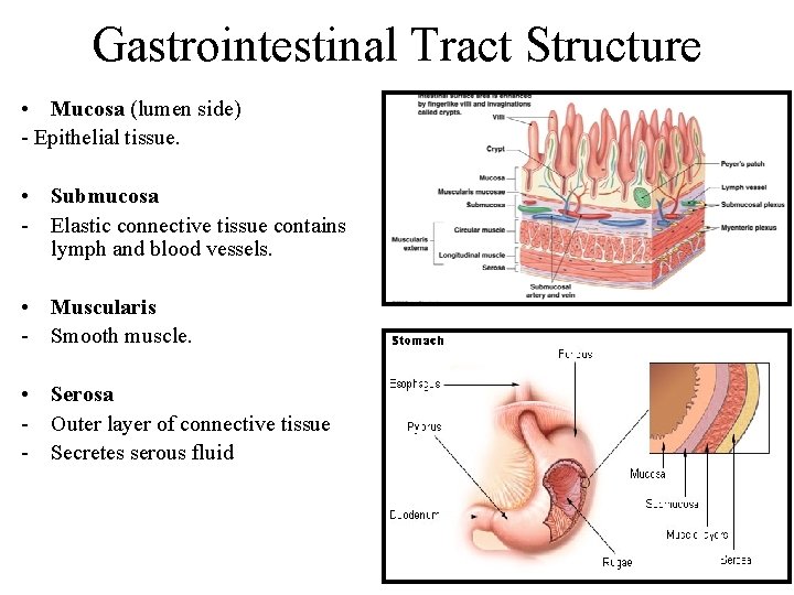 Gastrointestinal Tract Structure • Mucosa (lumen side) - Epithelial tissue. • Submucosa - Elastic Gastrointestinal Tract Structure • Mucosa (lumen side) - Epithelial tissue. • Submucosa - Elastic