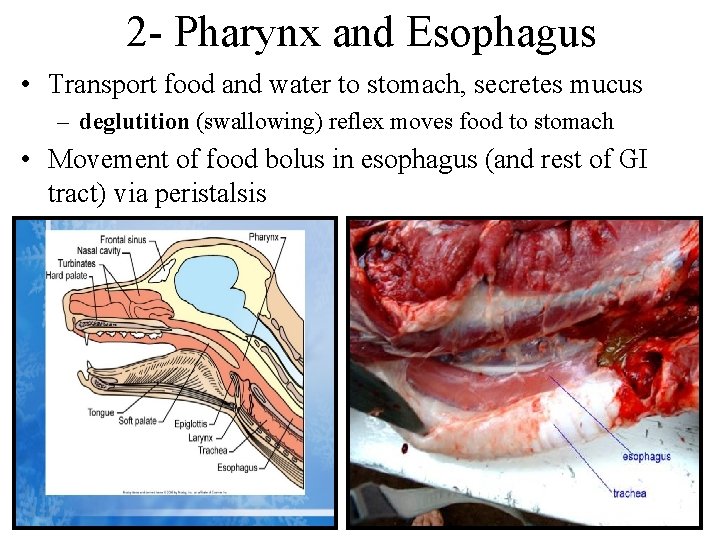 2 - Pharynx and Esophagus • Transport food and water to stomach, secretes mucus 2 - Pharynx and Esophagus • Transport food and water to stomach, secretes mucus