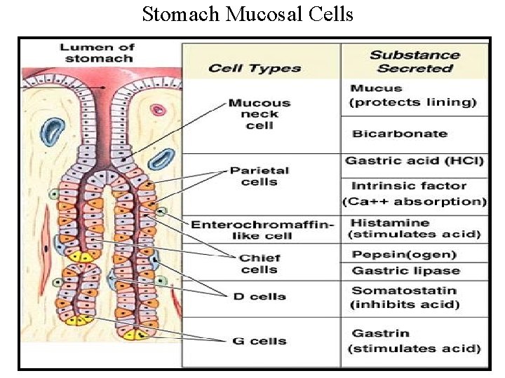 Stomach Mucosal Cells Stomach Mucosal Cells