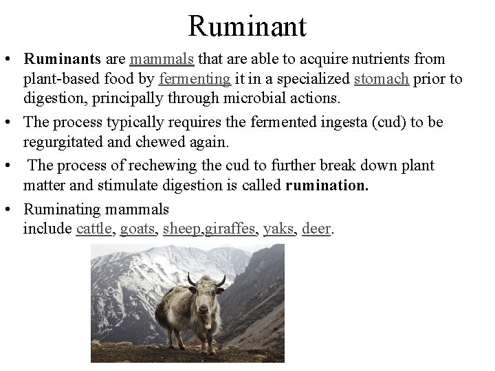 Ruminant • Ruminants are mammals that are able to acquire nutrients from plant-based food Ruminant • Ruminants are mammals that are able to acquire nutrients from plant-based food