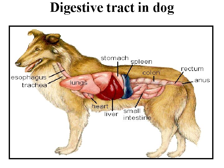 Digestive tract in dog Digestive tract in dog