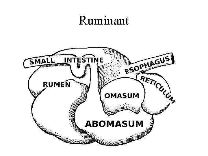 Ruminant Ruminant