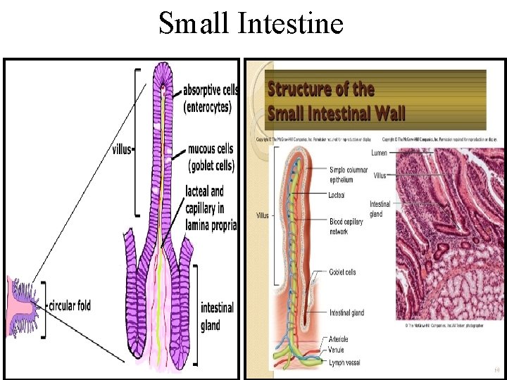 Small Intestine Small Intestine