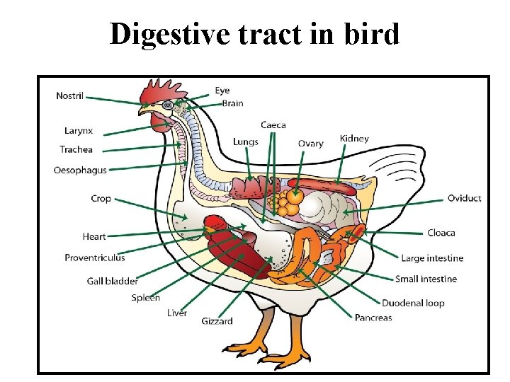 Digestive tract in bird Digestive tract in bird