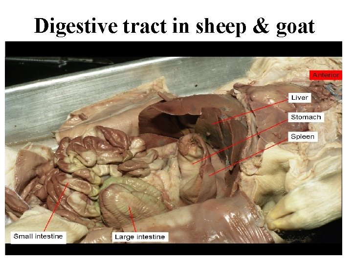 Digestive tract in sheep & goat Digestive tract in sheep & goat