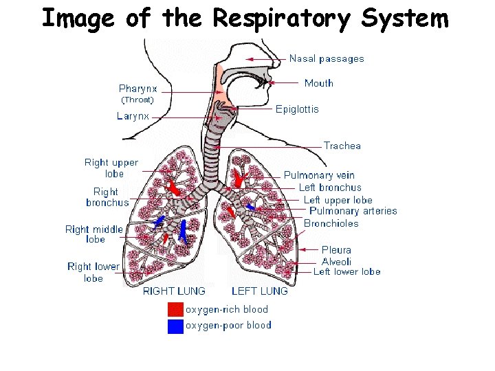 Image of the Respiratory System 