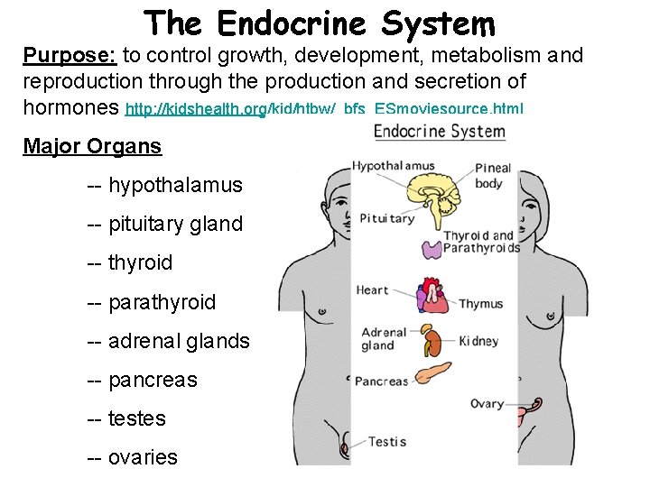 The Endocrine System Purpose: to control growth, development, metabolism and reproduction through the production