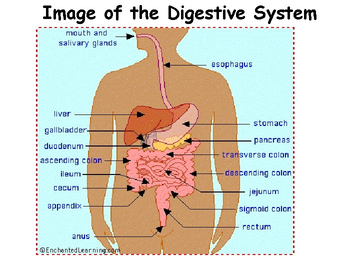 Image of the Digestive System 