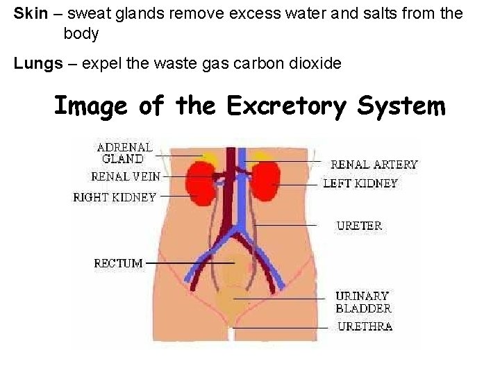 Skin – sweat glands remove excess water and salts from the body Lungs –