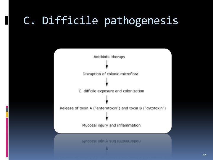 C. Difficile pathogenesis 80 