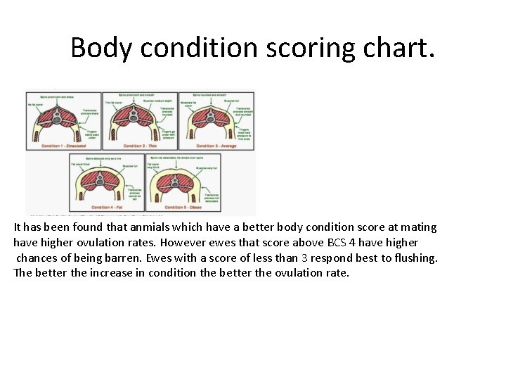 Body condition scoring chart. It has been found that anmials which have a better
