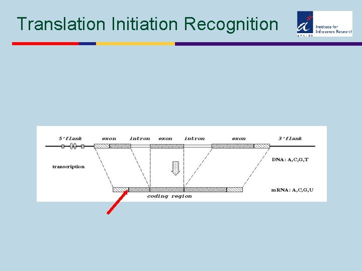 Translation Initiation Recognition 