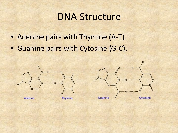 DNA Structure • Adenine pairs with Thymine (A-T). • Guanine pairs with Cytosine (G-C).