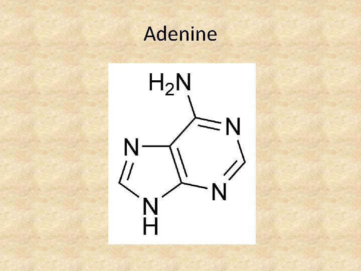 Adenine 