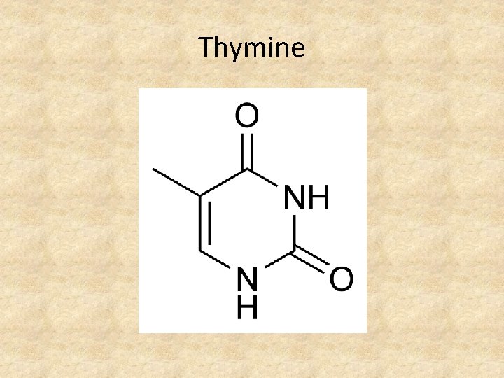Thymine 