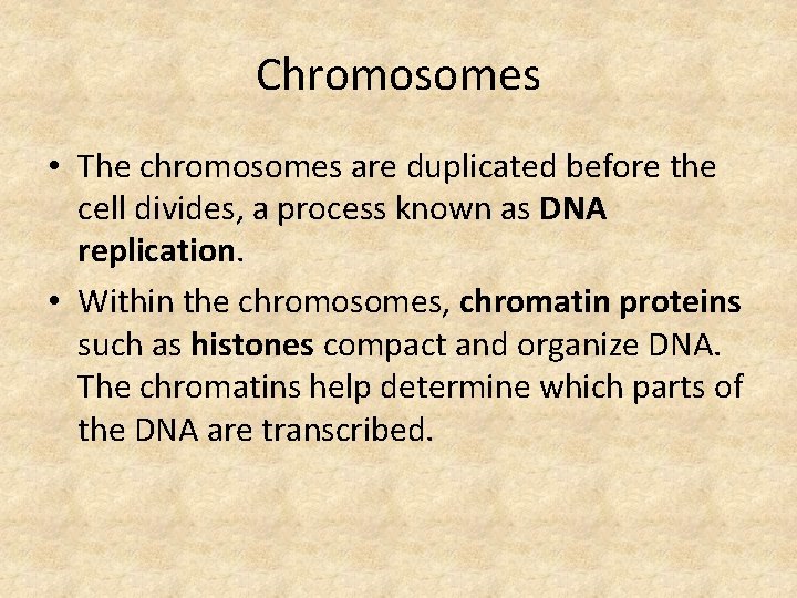 Chromosomes • The chromosomes are duplicated before the cell divides, a process known as