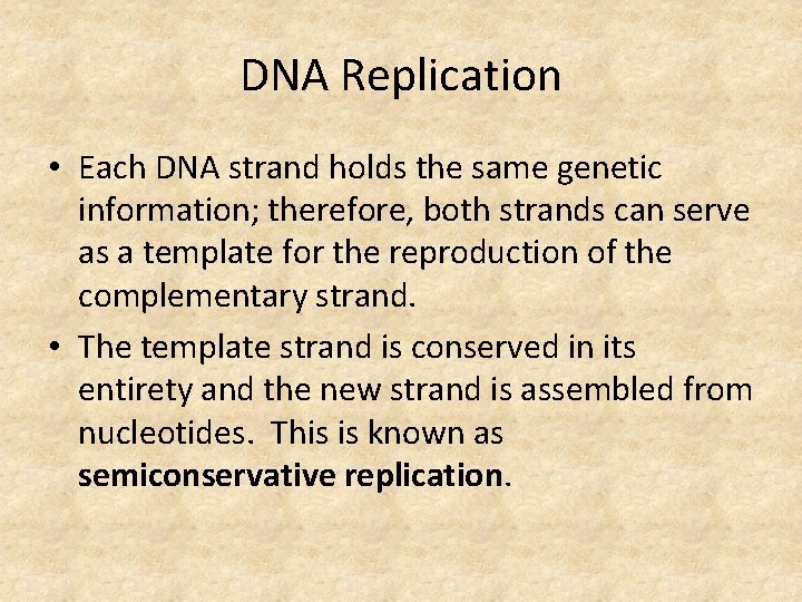 DNA Replication • Each DNA strand holds the same genetic information; therefore, both strands