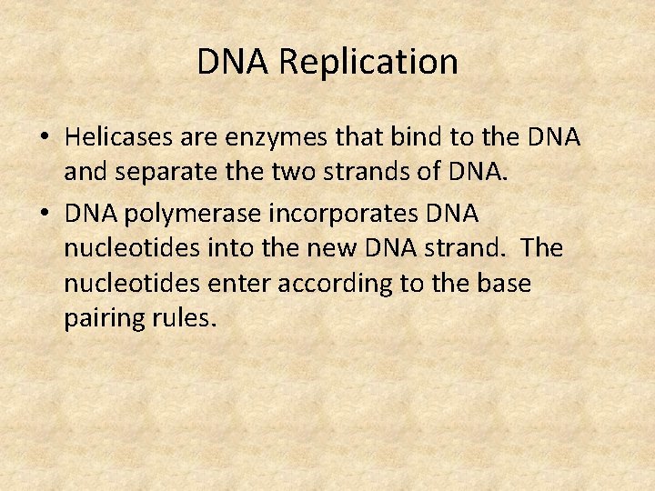 DNA Replication • Helicases are enzymes that bind to the DNA and separate the