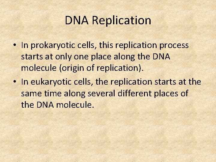 DNA Replication • In prokaryotic cells, this replication process starts at only one place