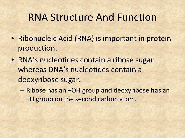 RNA Structure And Function • Ribonucleic Acid (RNA) is important in protein production. •