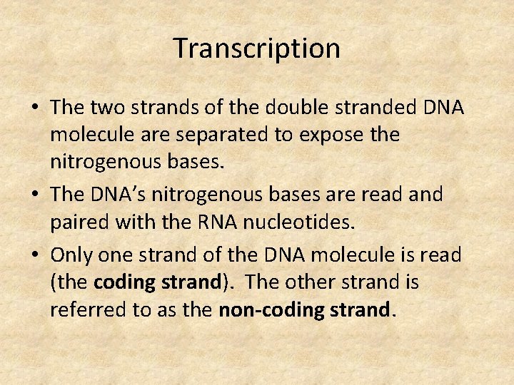 Transcription • The two strands of the double stranded DNA molecule are separated to