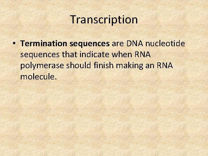 Transcription • Termination sequences are DNA nucleotide sequences that indicate when RNA polymerase should