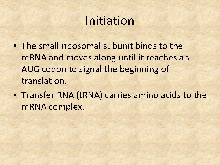 Initiation • The small ribosomal subunit binds to the m. RNA and moves along
