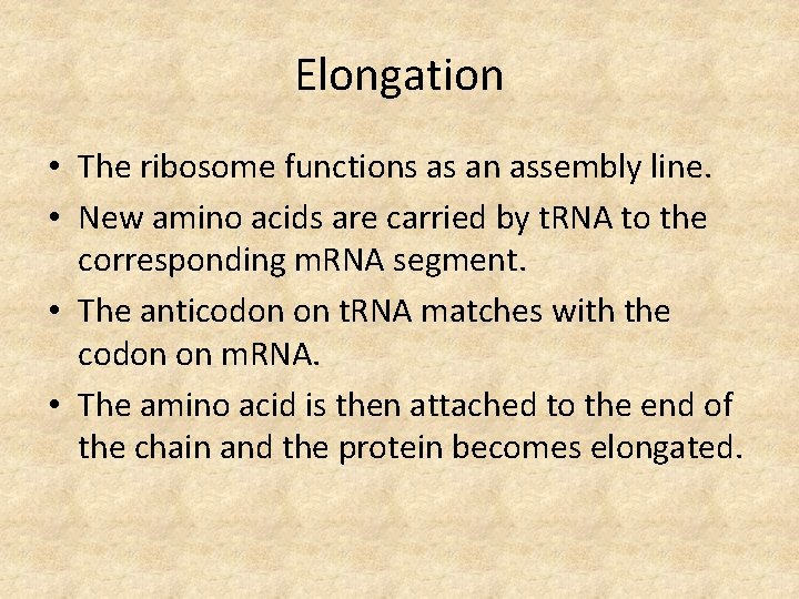 Elongation • The ribosome functions as an assembly line. • New amino acids are