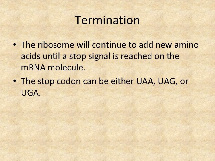 Termination • The ribosome will continue to add new amino acids until a stop