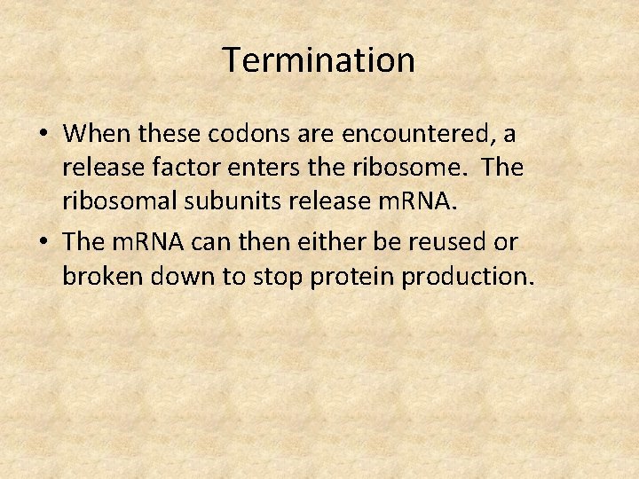 Termination • When these codons are encountered, a release factor enters the ribosome. The