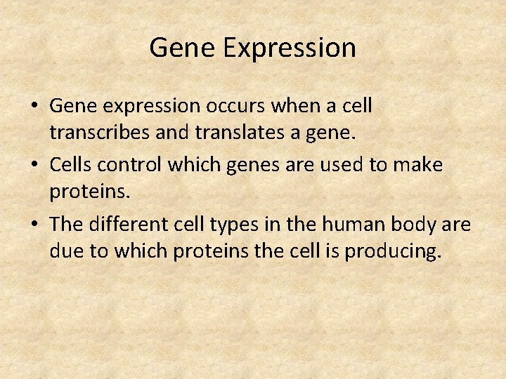 Gene Expression • Gene expression occurs when a cell transcribes and translates a gene.