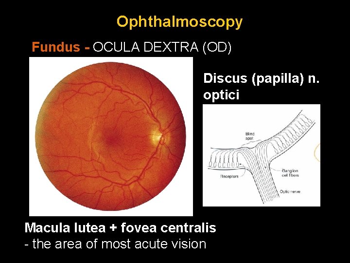 Ophthalmoscopy Fundus - OCULA DEXTRA (OD) Discus (papilla) n. optici Macula lutea + fovea Ophthalmoscopy Fundus - OCULA DEXTRA (OD) Discus (papilla) n. optici Macula lutea + fovea