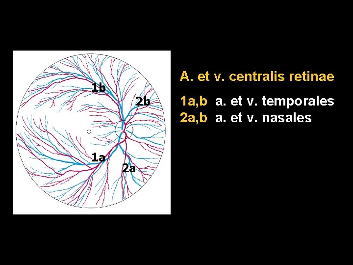 1 b 1 a A. et v. centralis retinae 2 b 2 a 1 1 b 1 a A. et v. centralis retinae 2 b 2 a 1