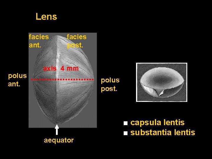 Lens facies ant. polus ant. facies post. axis 4 mm polus post. aequator ■ Lens facies ant. polus ant. facies post. axis 4 mm polus post. aequator ■