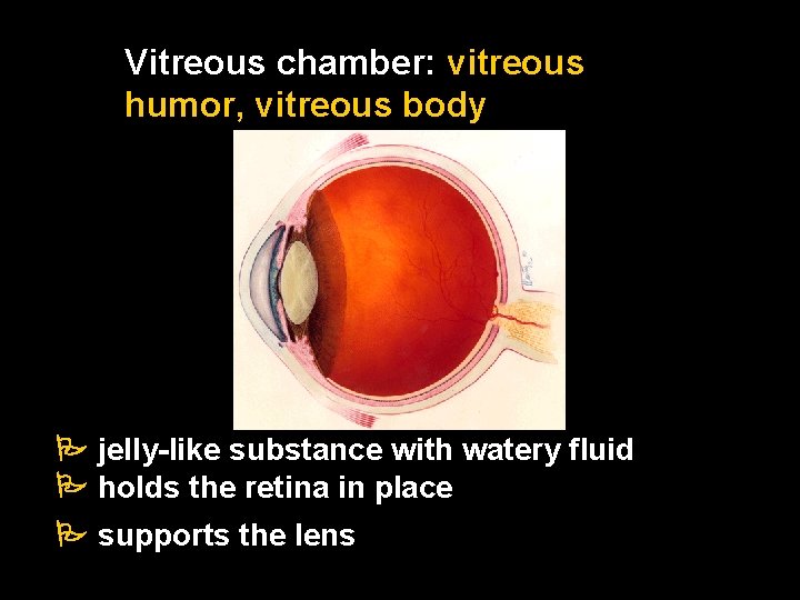 Vitreous chamber: vitreous humor, vitreous body jelly-like substance with watery fluid holds the retina Vitreous chamber: vitreous humor, vitreous body jelly-like substance with watery fluid holds the retina