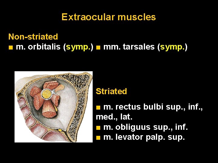 Extraocular muscles Non-striated ■ m. orbitalis (symp. ) ■ mm. tarsales (symp. ) Striated Extraocular muscles Non-striated ■ m. orbitalis (symp. ) ■ mm. tarsales (symp. ) Striated