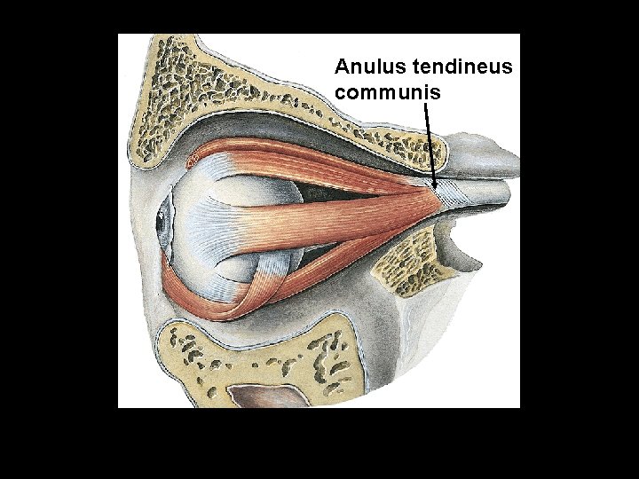 Anulus tendineus communis Anulus tendineus communis