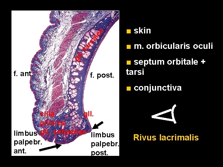 gl l. ta rs al es f. ant. f. post. ■ skin ■ m. gl l. ta rs al es f. ant. f. post. ■ skin ■ m.