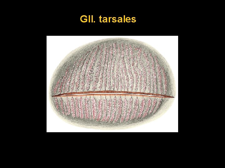 Gll. tarsales Gll. tarsales