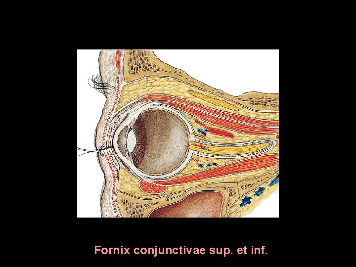 Fornix conjunctivae sup. et inf. Fornix conjunctivae sup. et inf.