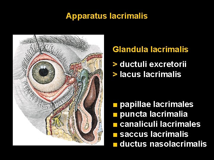 Apparatus lacrimalis Glandula lacrimalis > ductuli excretorii > lacus lacrimalis ■ papillae lacrimales ■ Apparatus lacrimalis Glandula lacrimalis > ductuli excretorii > lacus lacrimalis ■ papillae lacrimales ■