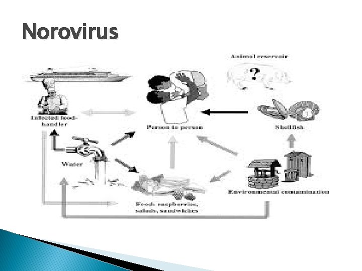 Norovirus 