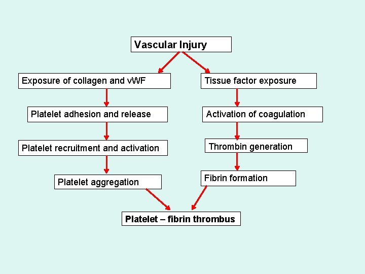 Vascular Injury Exposure of collagen and v. WF Platelet adhesion and release Platelet recruitment
