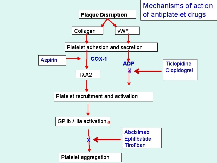 Plaque Disruption Collagen Mechanisms of action of antiplatelet drugs v. WF Platelet adhesion and