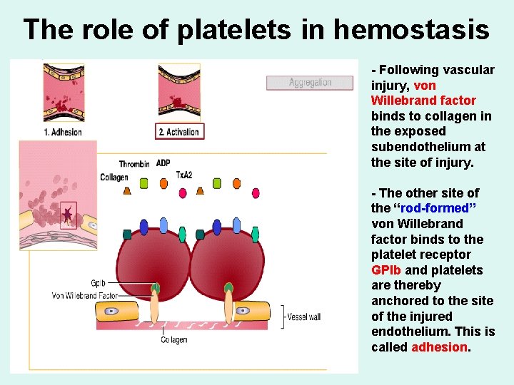 The role of platelets in hemostasis - Following vascular injury, von Willebrand factor binds