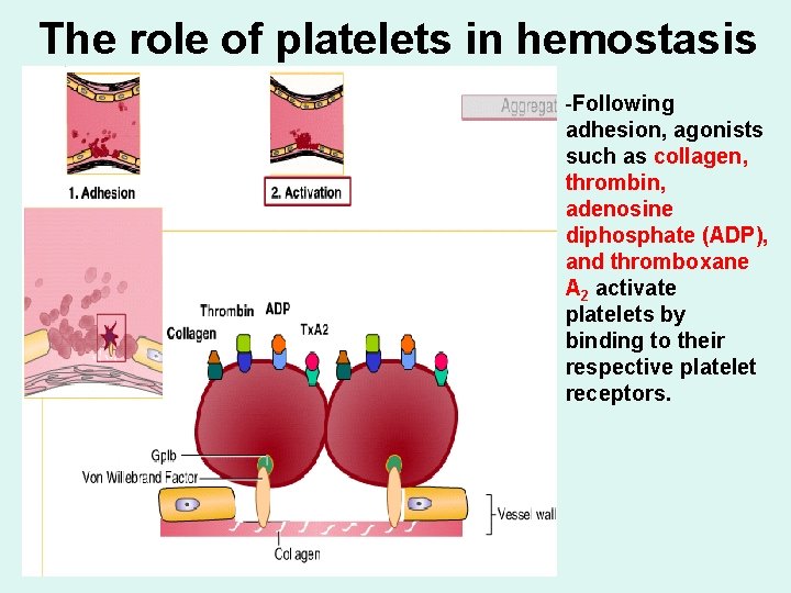 The role of platelets in hemostasis -Following adhesion, agonists such as collagen, thrombin, adenosine
